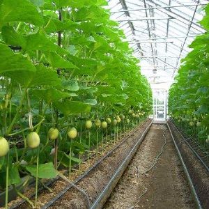 溫室種植大棚與科技同行